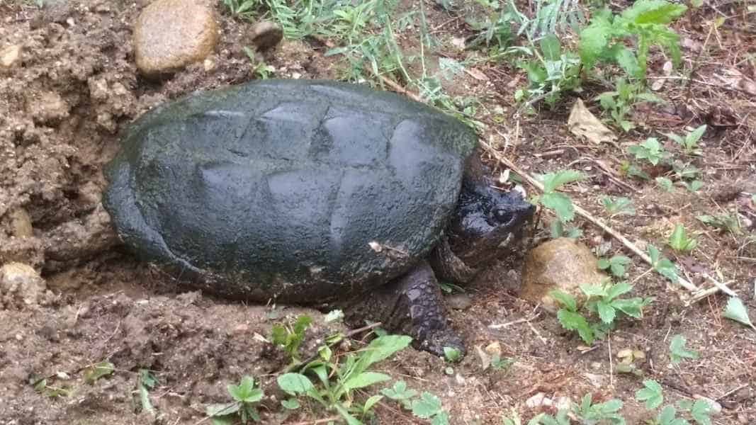 Turtle in Mud in Barrington, New Hampshire