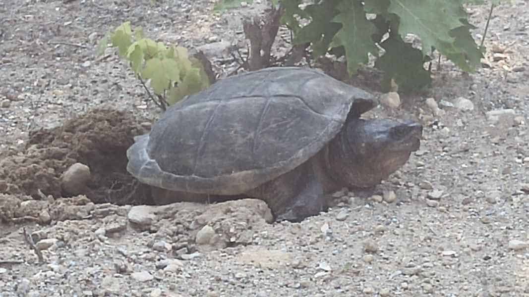 Snapping Turtle Laying Eggs in Barrington, New Hampshire