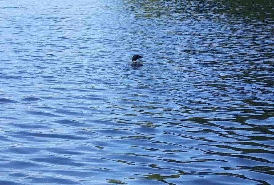 Loon in the Water in Barrington, New Hampshire