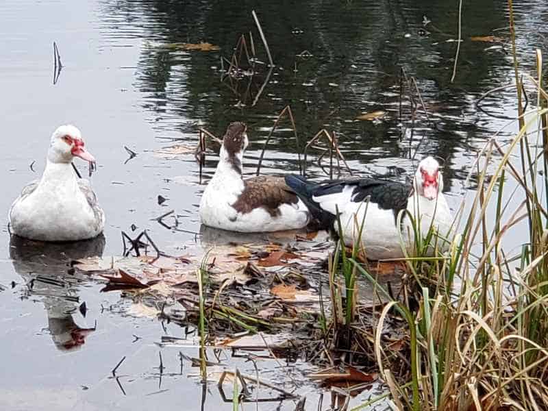 Three Muscovy Ducks in the Lake in Barrington, New Hampshire by Lisa Hoffman