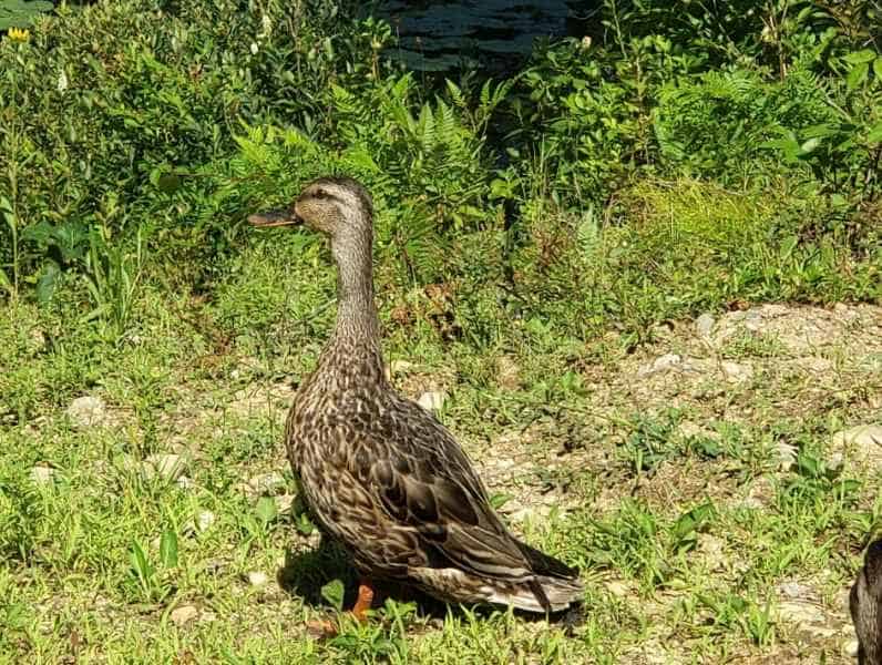 Duck in Barrington, New Hampshire