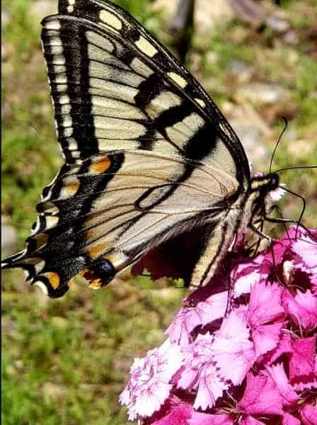 Yellow Butterfly in Barrington, New Hampshire