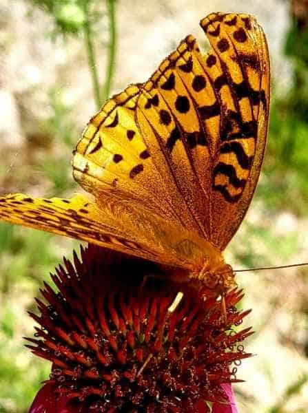 Orange Butterfly in Barrington, New Hampshire