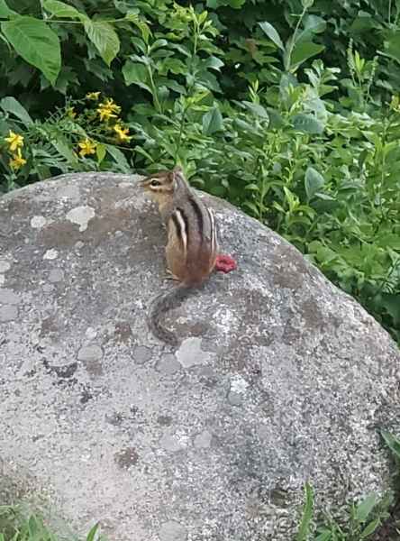 Chipmunk on a Rock in Barrington, New Hampshire