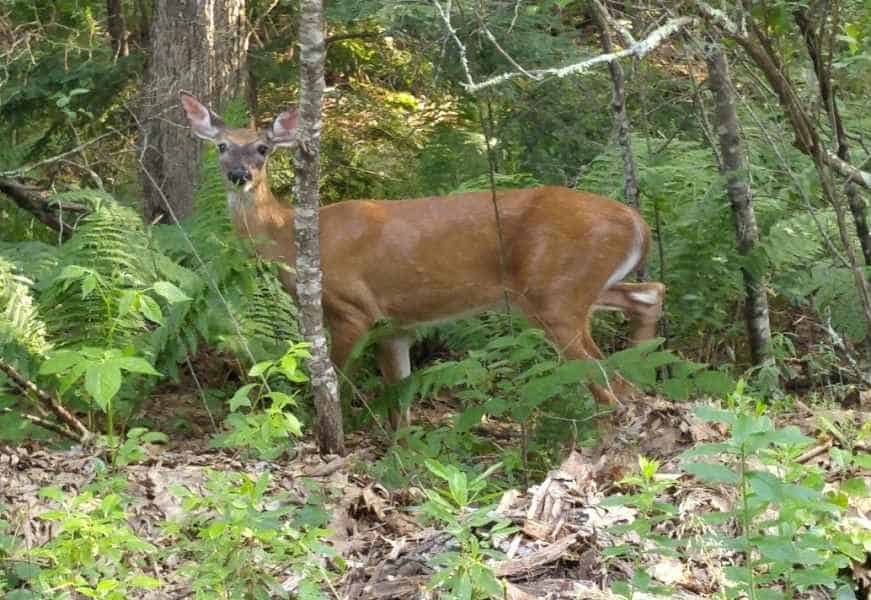 Deer in Brush in Barrington, New Hampshire