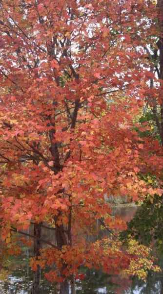 Tree Turned Orange in Barrington, New Hampshire