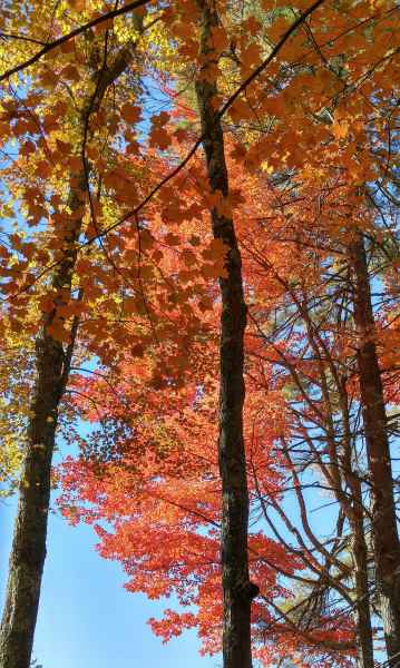 Fall Foliage in Barrington from Lisa Hoffman