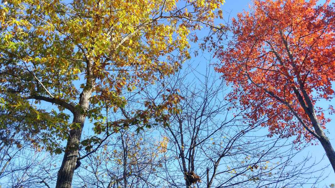 Fall Foliage in Barrington from Lisa Hoffman