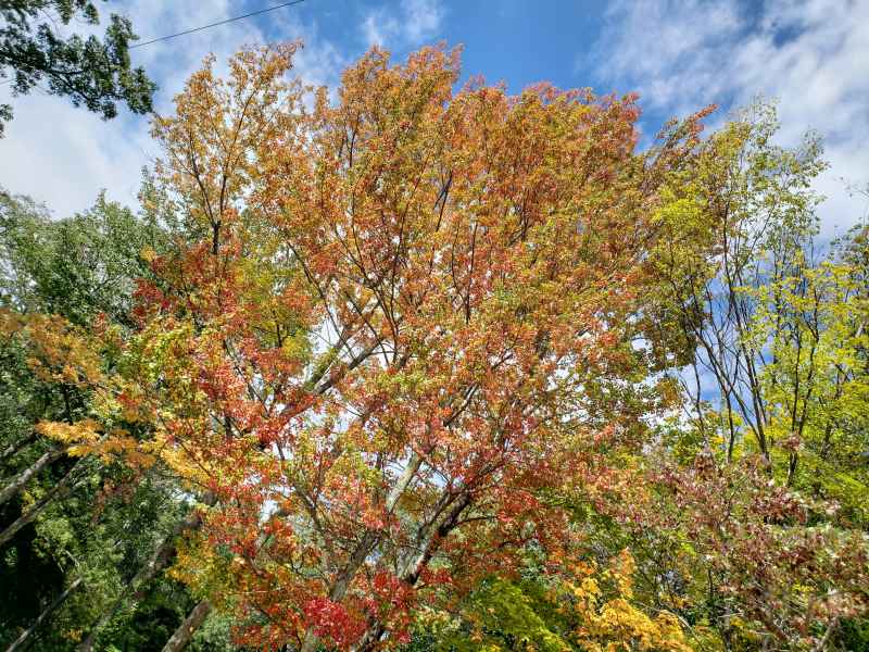 Fall Foliage in Barrington 2019