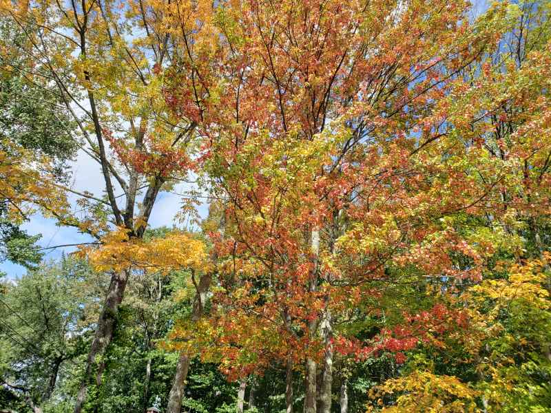 Fall Foliage in Barrington 2019