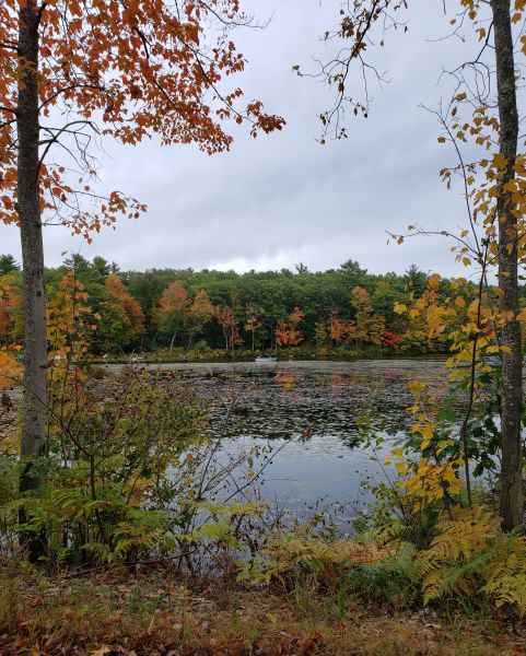 Fall Foliage in Barrington, New Hampshire