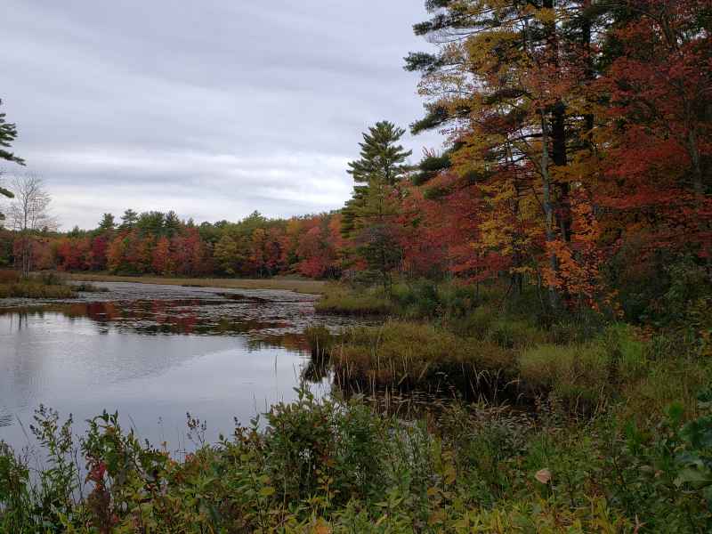 Fall Foliage in Barrington, New Hampshire