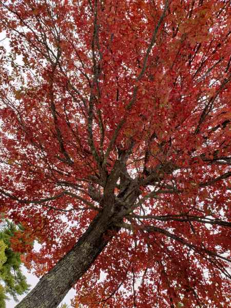 Fall Foliage in Barrington, New Hampshire