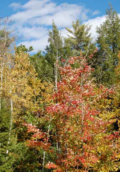 Fall Foliage in Barrington