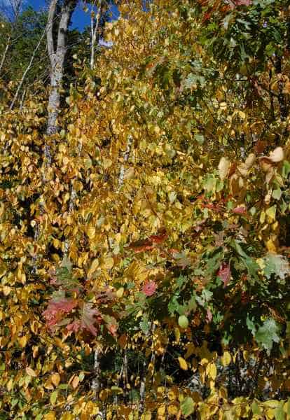 Fall Foliage in Barrington