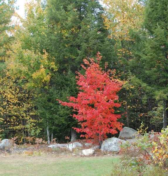 Fall Foliage in Barrington