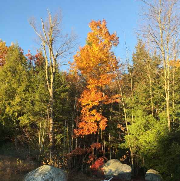 Fall Foliage in Barrington