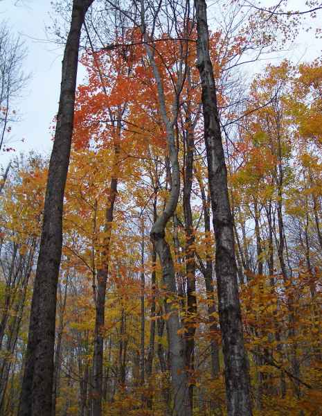 Fall Foliage in New Hampshire