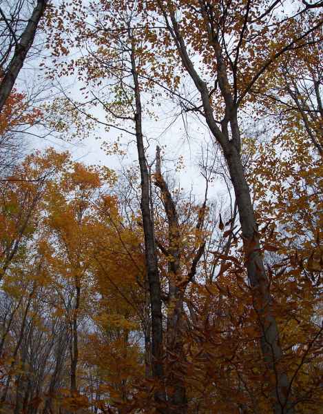 Fall Foliage in New Hampshire