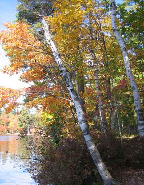 Fall Foliage in New Hampshire in October 2006