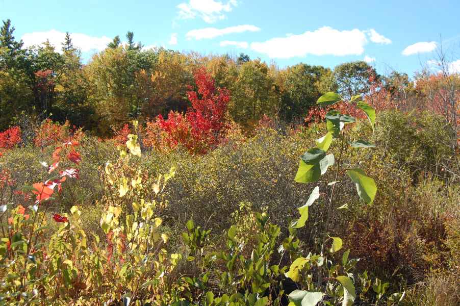 Fall Foliage in New Hampshire