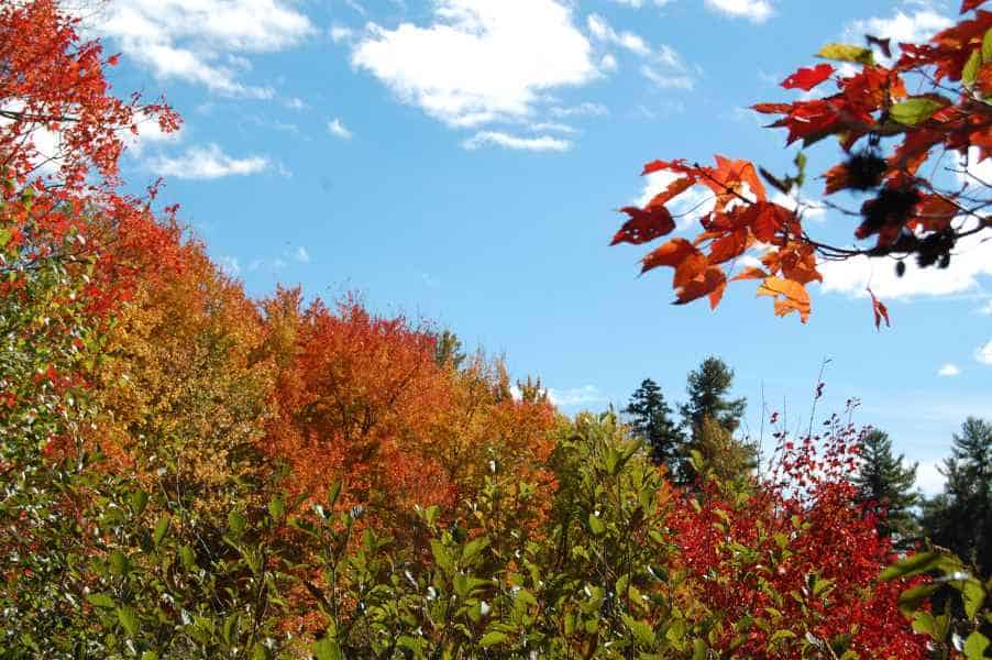 Fall Foliage in New Hampshire