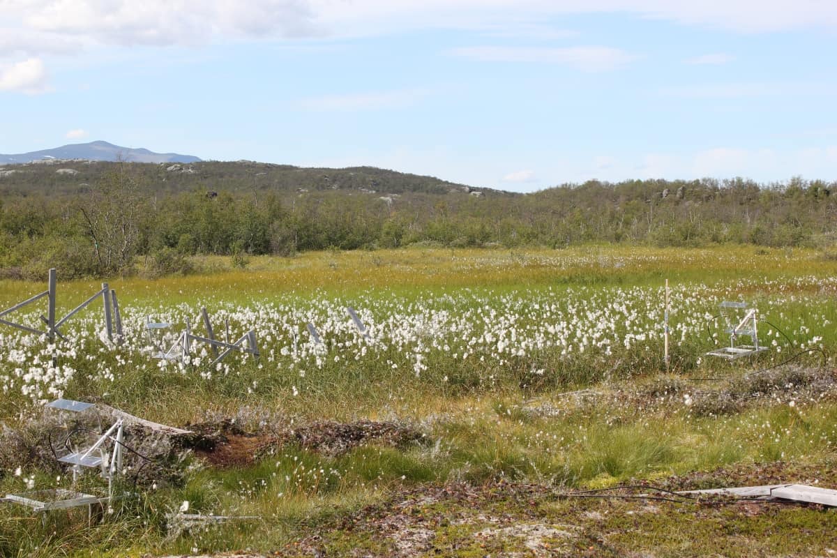 The fully thawed fens in the Arctic Circle in Abisko, Sweden where UNH researchers found higher levels of methylmercury, a neurotoxin, that could be harmful to wildlife, fishing industry and people. Credit: Florencia Fahnestock/UNH